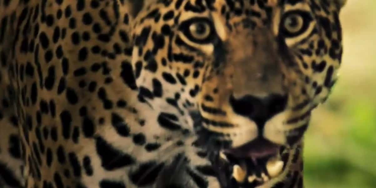 Matí em sua primeira cena da novela Pantanal (Foto: Reprodução/Globo)