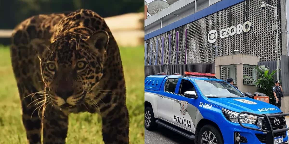 Onça atacou atriz em gravação (Foto: Reprodução/TV Globo/Internet)