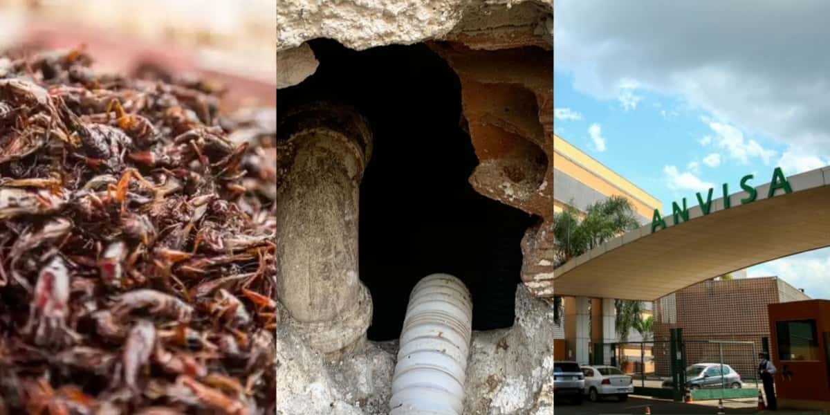 : Ordem da ANVISA lacra restaurante no RJ, queridinho das mulheres e +1 - Foto: Internet
