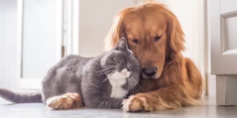 Cachorros e gatos são amados pelos brasileiros (Reprodução: Internet) Cachorros e gatos são amados pelos brasileiros (Reprodução: Internet)