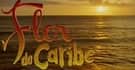 flor-do-caribe flor-do-caribe