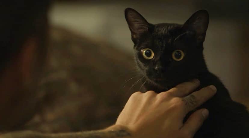O gato León em O Sétimo Guardião (Foto: Divulgação) O gato León em O Sétimo Guardião (Foto: Divulgação)