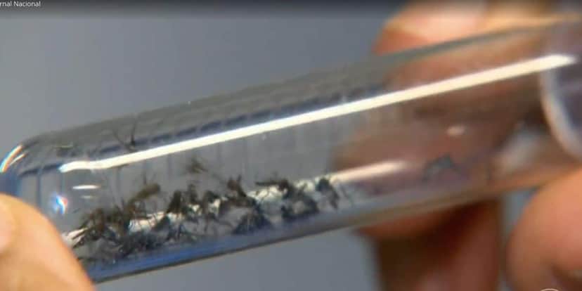 Aedes aegypti (Foto: Reprodução / Globo) Aedes aegypti (Foto: Reprodução / Globo)