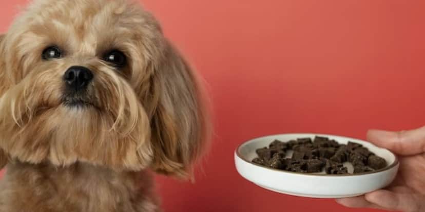 Cachorro e comida (Foto: Reprodução / Freepik) Cachorro e comida (Foto: Reprodução / Freepik)