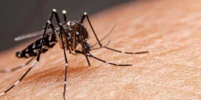 Truques para se livrar da picada da dengue e mosquitos (Foto: Reprodução/ Internet) Truques para se livrar da picada da dengue e mosquitos (Foto: Reprodução/ Internet)