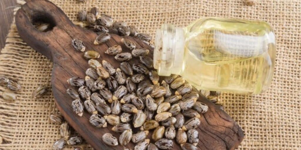 Sementes e óleo de rícino Sementes e óleo de rícino