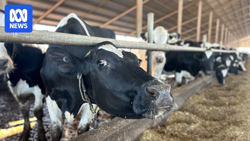 Prejuízo da Beston Global Food Company chegou a 48 bilhões de dólares (Foto Reprodução/ABC News)