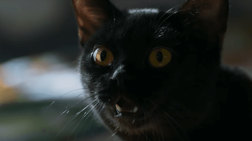 Gato de O Sétimo Guardião (Foto: Reprodução)