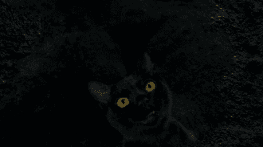 Gato preto faz parte da próxima novela das nove da Globo (Foto: Reprodução) Gato preto faz parte da próxima novela das nove da Globo (Foto: Reprodução)