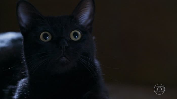 O gato León em O Sétimo Guardião (Foto: Reprodução/Globo) O gato León em O Sétimo Guardião (Foto: Reprodução/Globo)