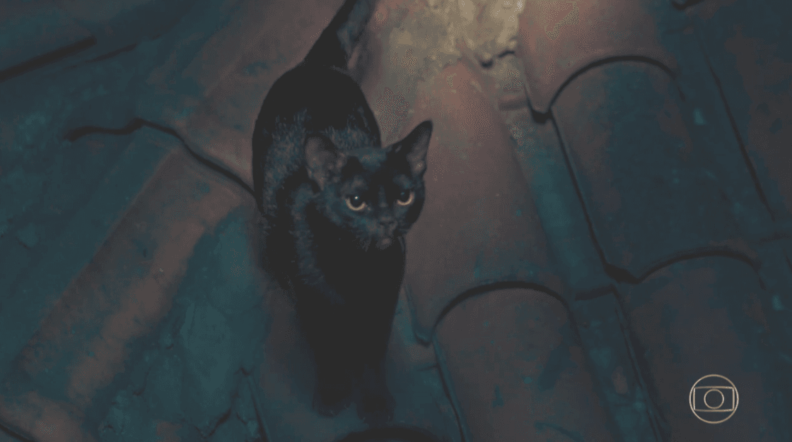 O gato León em O Sétimo Guardião (Foto: Reprodução/Globo) O gato León em O Sétimo Guardião (Foto: Reprodução/Globo)