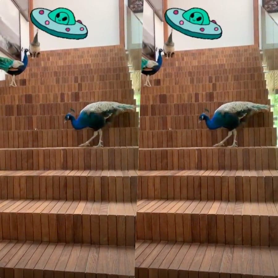 Casa de Luciano Huck foi invadida e ele flagrou tudo Casa de Luciano Huck foi invadida e ele flagrou tudo