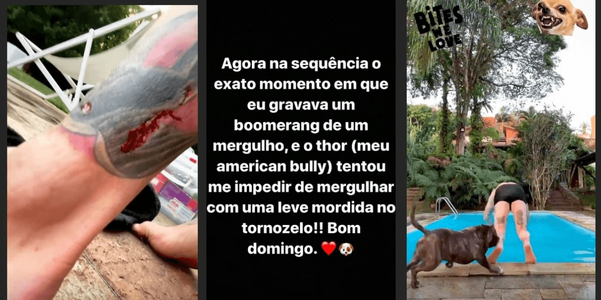 Felipe Titto é atacado por cachorro (Foto: Montagem) Felipe Titto é atacado por cachorro (Foto: Montagem)