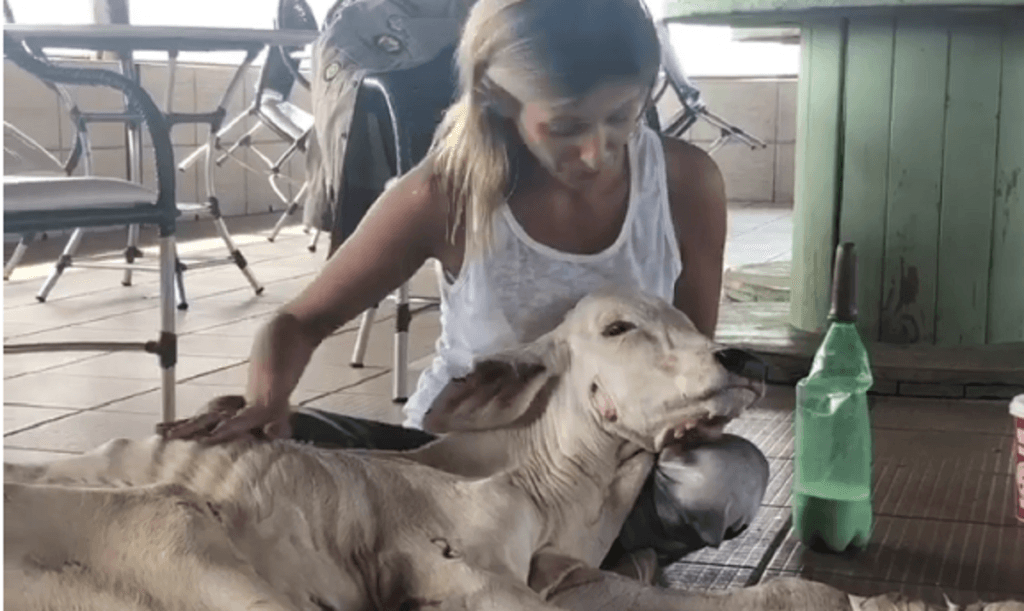Luisa Mell se desespera ao procurar animais em incêndio no Pantanal: "Resgate"