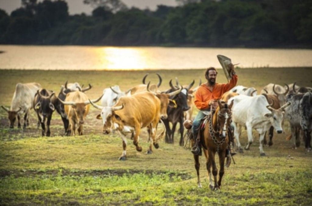 Pantanal: Sucesso faz novela esgotar espaços comerciais e deixa Globo faturar R$ 237 milhões