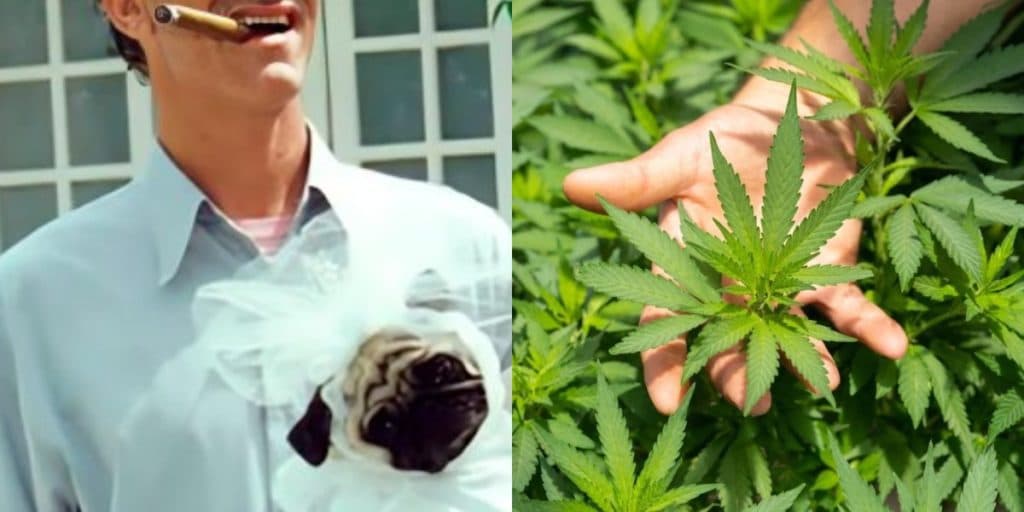 Ator da Globo desiste de viver por causa de dor, recebe desfecho de médico e abandona TV por maconha