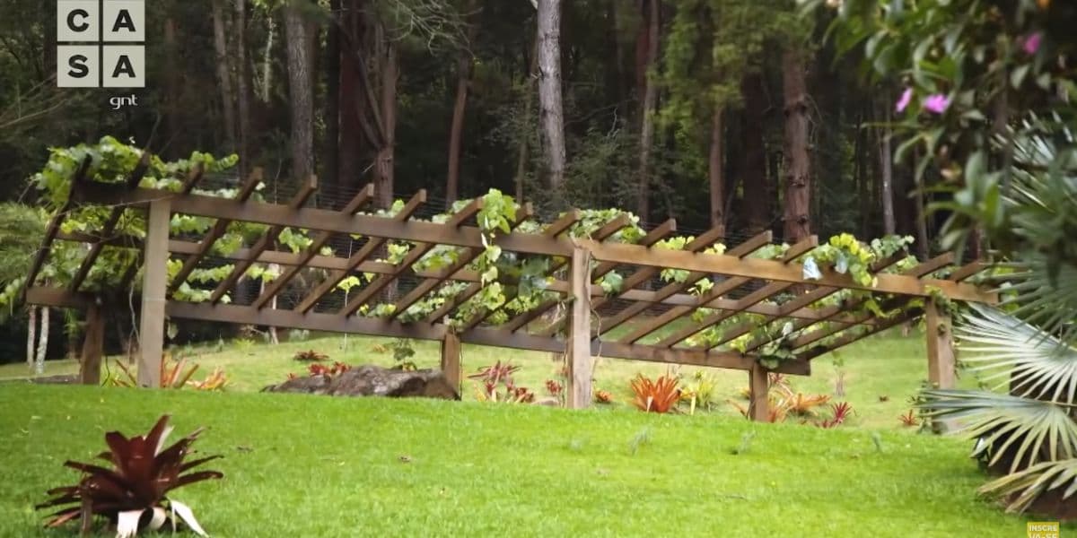 Plantação de uva de Carmo Dalla Vecchia (Reprodução) Plantação de uva de Carmo Dalla Vecchia (Reprodução)