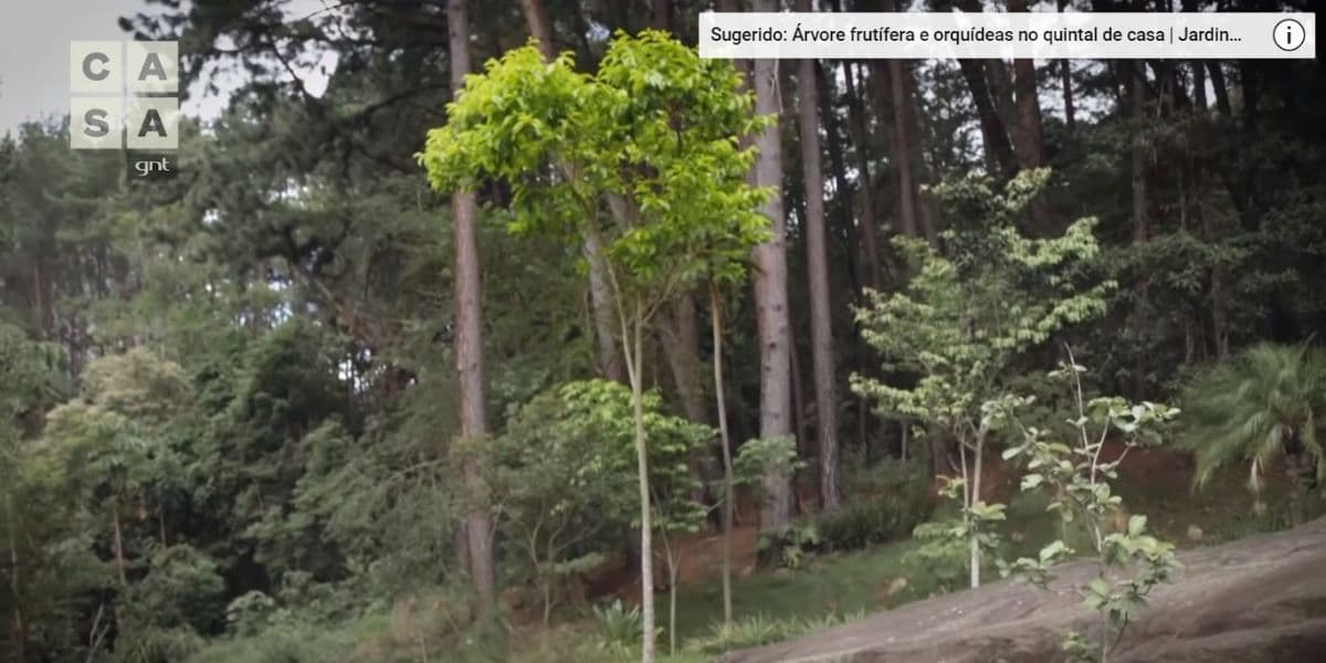 Tudo que ele planta tem uma história por trás (Reprodução) Tudo que ele planta tem uma história por trás (Reprodução)