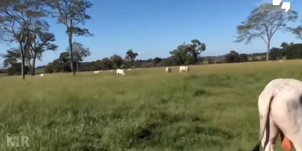 São milhares de hectares e mais de R$270 milhões de valor estimado (Reprodução: Youtube) São milhares de hectares e mais de R$270 milhões de valor estimado (Reprodução: Youtube)