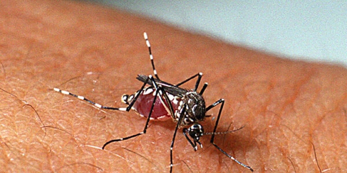 Fêmea do mosquito-da-dengue (Aedes aegypti) sugando sangue (Foto: FioCruz) Fêmea do mosquito-da-dengue (Aedes aegypti) sugando sangue (Foto: FioCruz)