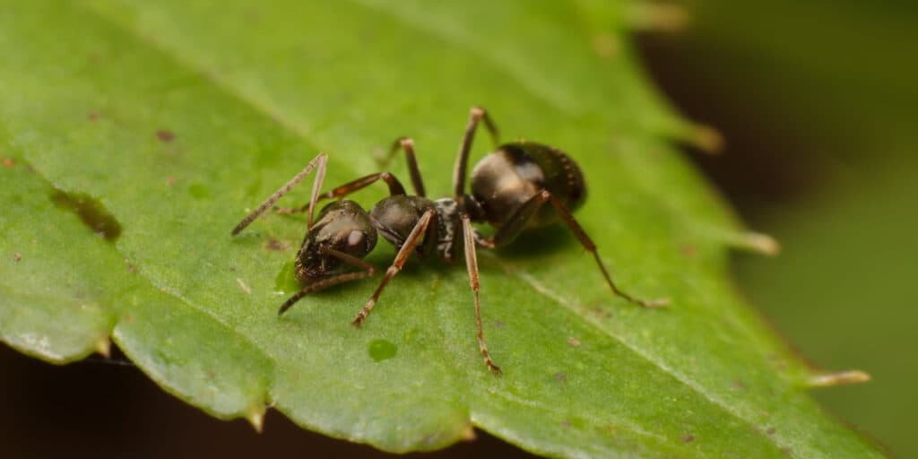 Cientistas descobrem que formigas podem identificar o câncer humano