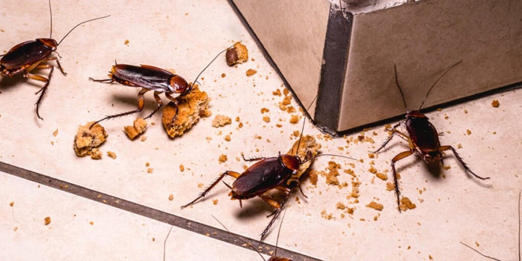PERIGO: OMS faz ALERTA sobre o risco de pisar em uma barata e motivo pode até levar a morte
