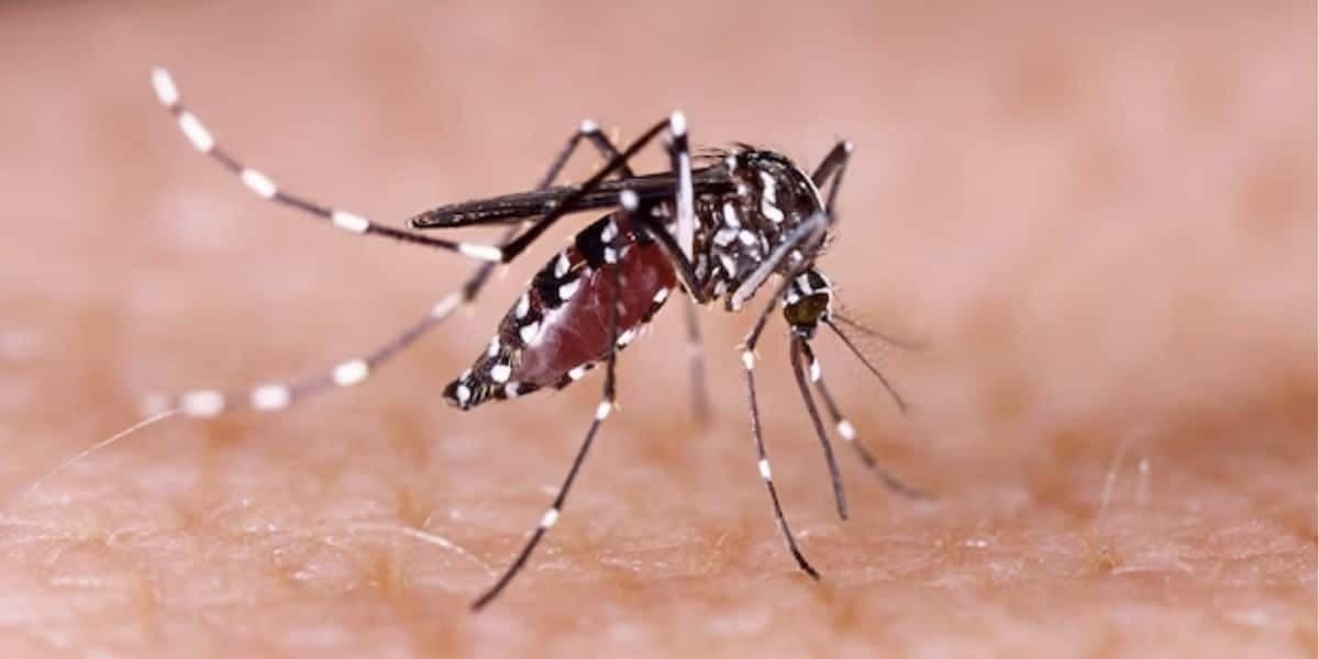Mosquito da dengue  (Foto: Reprodução / Freepik)