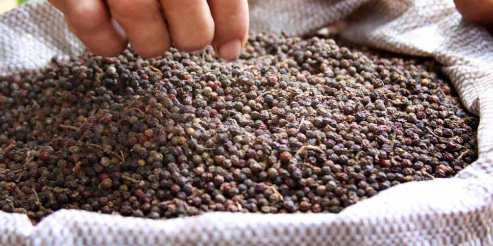 Pimenta do reino de famosa marca descumpriu as normas da Anvisa (Foto: Reprodução/ Internet) Pimenta do reino de famosa marca descumpriu as normas da Anvisa (Foto: Reprodução/ Internet)