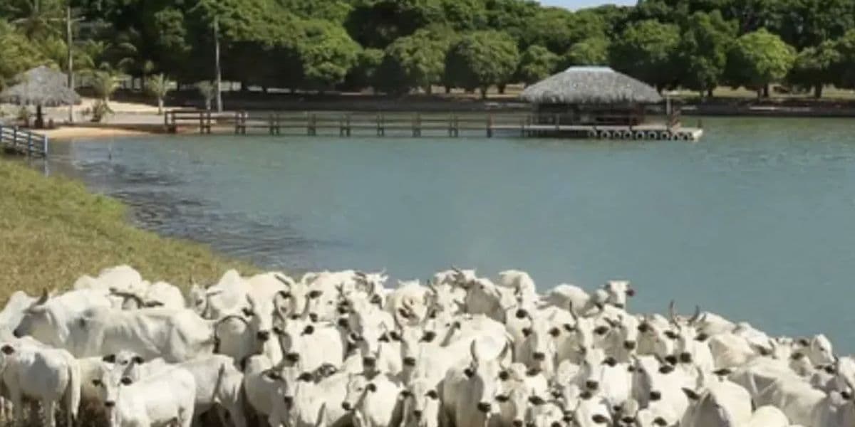 Gado da fazenda do sertanejo (Reprodução/Internet)