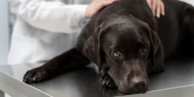 Cachorro em veterinário (Foto: Reprodução / Freepik)
