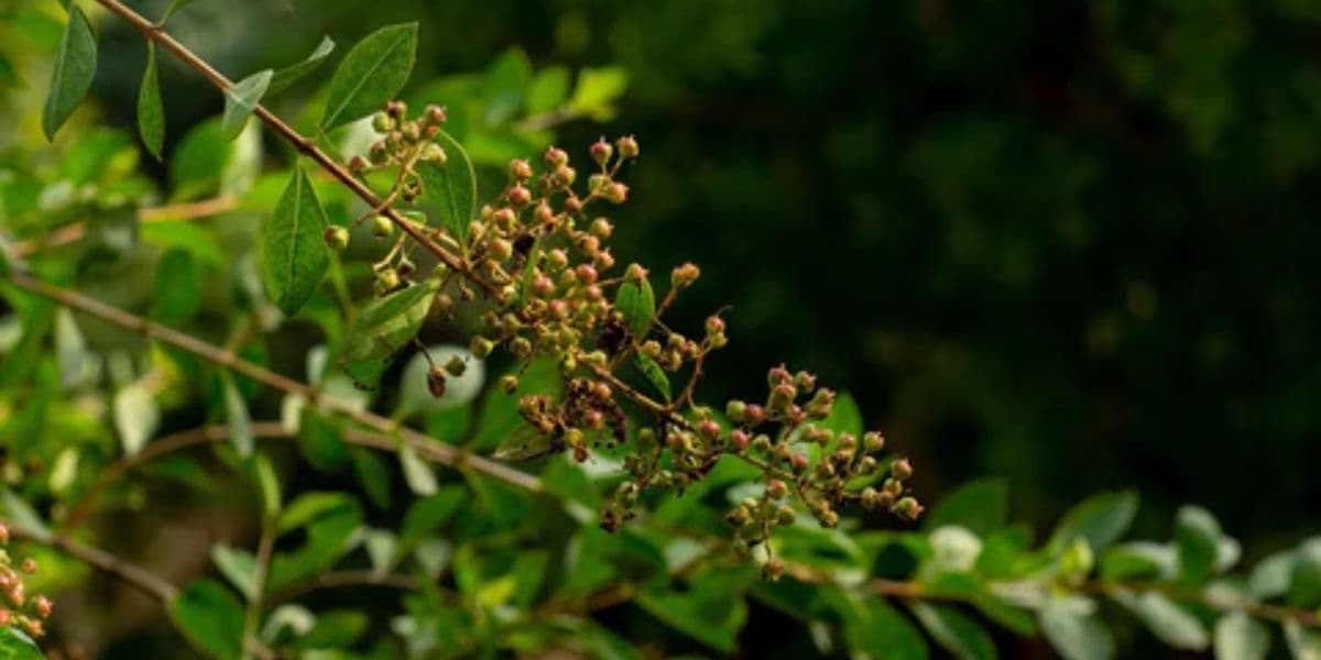 Hena é uma planta que pode ajudar na coloração dos fios (Reprodução: Internet) Hena é uma planta que pode ajudar na coloração dos fios (Reprodução: Internet)