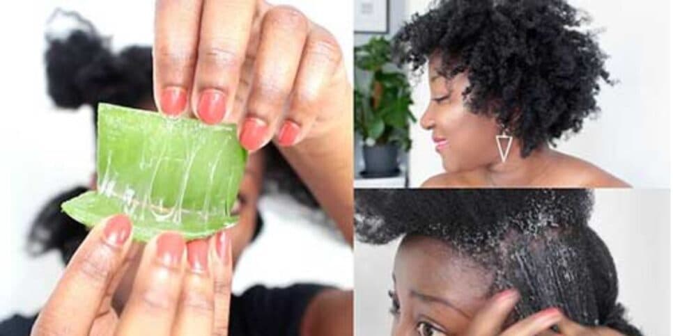 A planta hidrata o cabelo (Reprodução: Internet) A planta hidrata o cabelo (Reprodução: Internet)