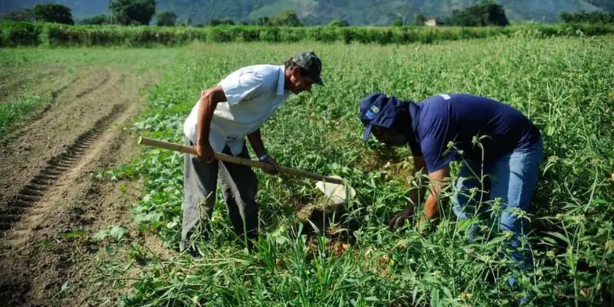 Aposentadoria rural não sofreu alterações com mudança na Reforma Previdenciária (Foto: Agência Brasil) Aposentadoria rural não sofreu alterações com mudança na Reforma Previdenciária (Foto: Agência Brasil)