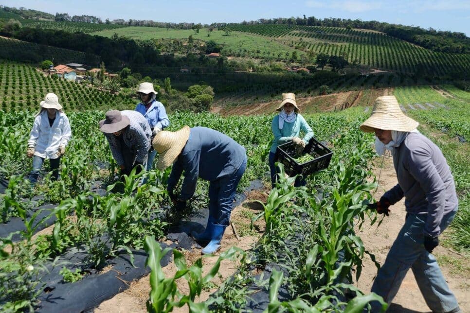 Agricultores (Foto: Reprodução / Agência Minas) Agricultores (Foto: Reprodução / Agência Minas)