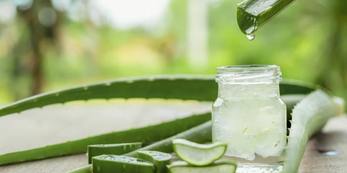 Aloe Vera, é o gel que contém nas folhas de babosa (Foto: Reprodução / Internet)