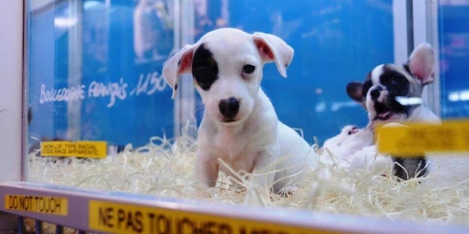 Venda irregular de animais é proibida (Reprodução/Gizmodo Brasil/UOL) Venda irregular de animais é proibida (Reprodução/Gizmodo Brasil/UOL)