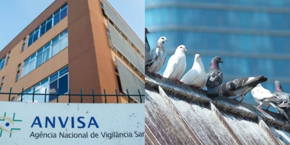 De pomba a barata: A interdição da Anvisa contra restaurante popular por flagra de nojeira