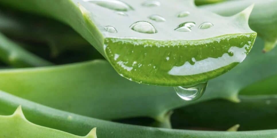 Aloe vera, também conhecida como babosa (Reprodução: Internet) Aloe vera, também conhecida como babosa (Reprodução: Internet)