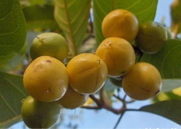 Fruto de Murici (Foto Reprodução/Internet) Fruto de Murici (Foto Reprodução/Internet)