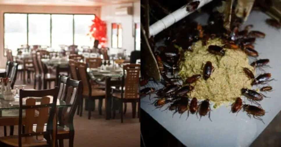 Infestação de baratas e nojeira: A interdição da Anvisa contra pizzaria n°1 de SP após descoberta