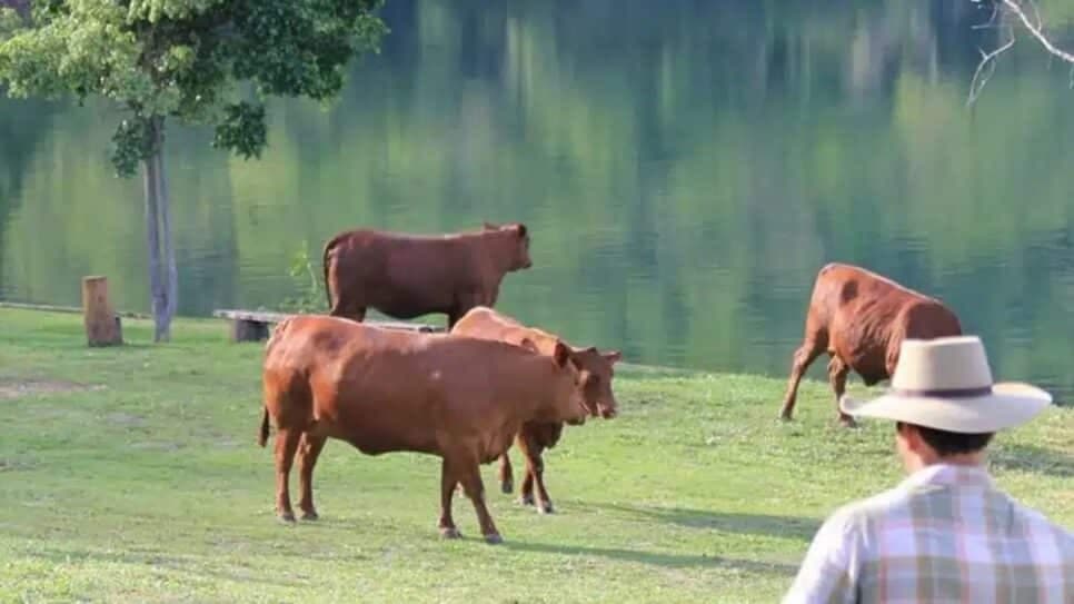 Fazenda tem lago pra pesca e criação de gados de raça nobre (Foto: Reprodução/ Instagram)