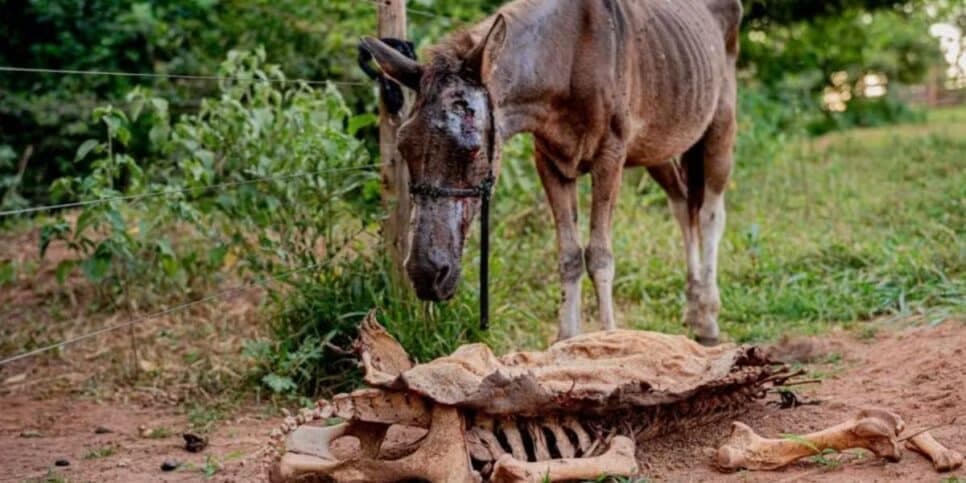 Cavalo em abatedouro clandestino (Foto: Paulo de Tarso/Prefeitura de Anápolis)