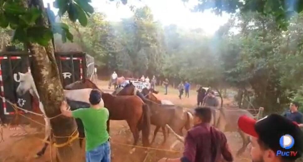 Cavalos sendo resgatados (Foto Reprodução/PUC TV)