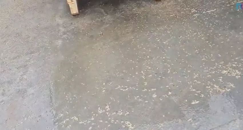 Chão cheio de larvas em fábrica de farinha de peixe (Foto Reprodução/NDTV)