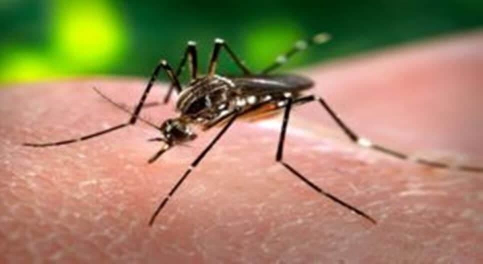 Chikungunya (Foto: Reprodução) Chikungunya (Foto: Reprodução)