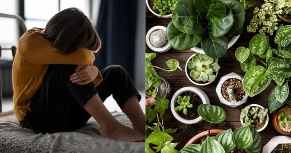 Planta do seu jardim ajuda a combater a depressão; veja como usá-la