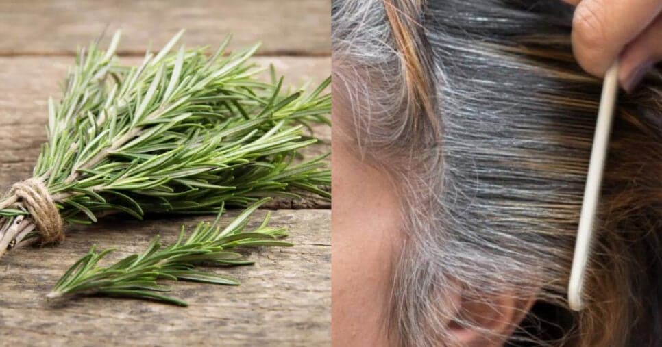 Aparência revitalizada: 5 benefícios de usar o chá de alecrim para o cabelo