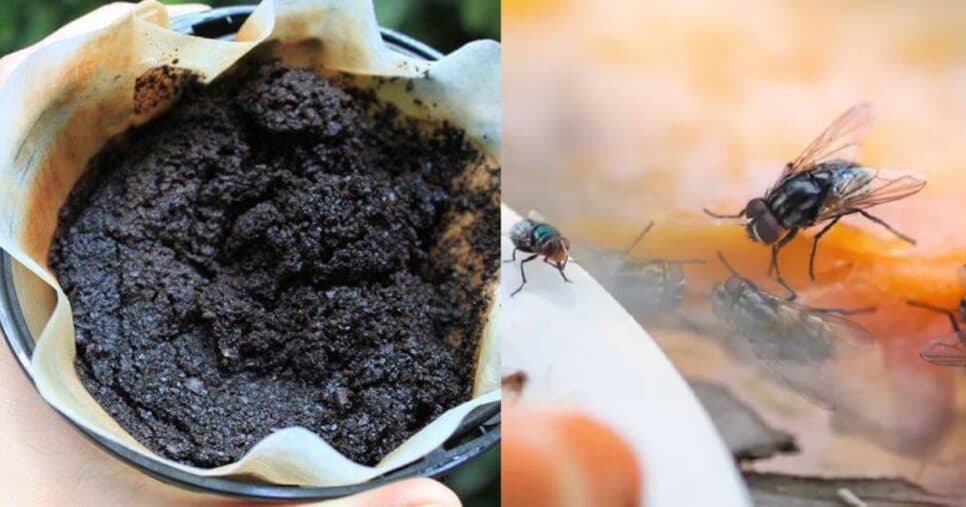 Truque caseiro com borra de café espanta moscas da cozinha e salva donas de casa no calor