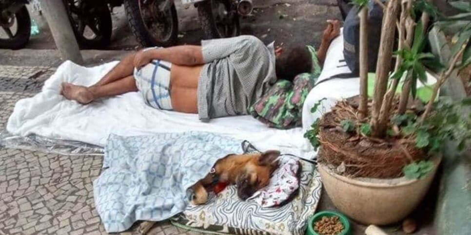 Abrigos obrigados a aceitas pets em Belo Horizonte (Reprodução: Divulgação) Abrigos obrigados a aceitas pets em Belo Horizonte (Reprodução: Divulgação)