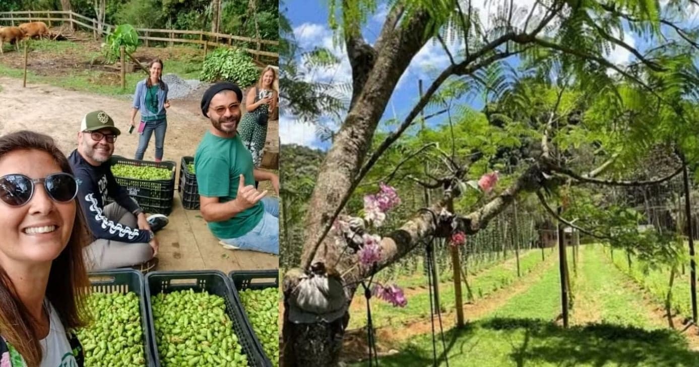Thiago Lacerda e a colheita do lúpulo (Foto Reprodução/Instagram) Thiago Lacerda e a colheita do lúpulo (Foto Reprodução/Instagram)